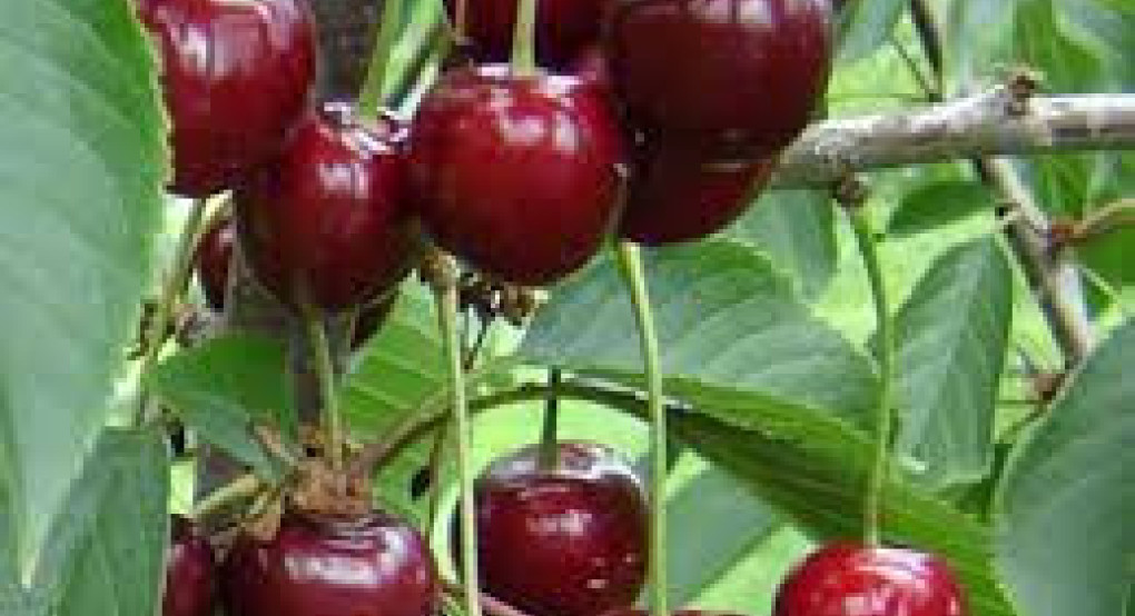 Αντιδράσεις για τον διαχωρισμό σε ζώνες – «Σίριαλ» οι αποζημιώσεις των κερασοπαραγωγών Πέλλας για τον παγετό του 2025