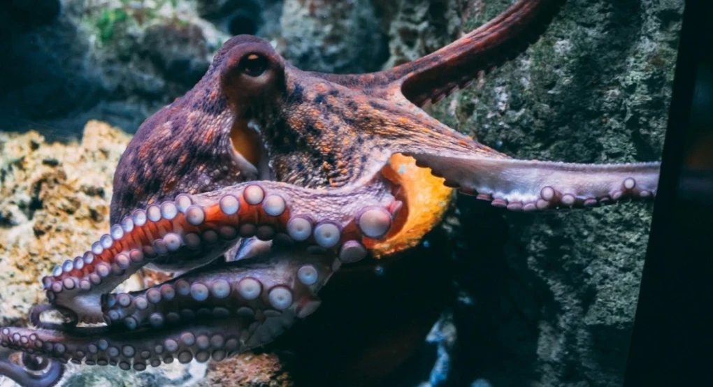 Τα μυστικά που κρύβουν τα χταπόδια: Οι διάνοιες του βυθού έχουν εννέα εγκεφάλους και κοινά με τον άνθρωπο