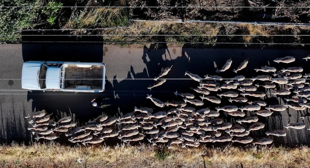 Πληρωμές κτηνοτρόφων: Η ΑΑΔΕ παραδέχεται «εκ παραδρομής» λάθη και ξεκαθαρίζει τι έγινε το 2025
