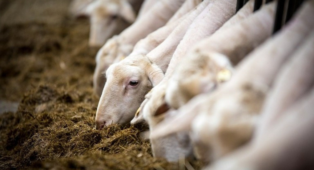 Η ανεξήγητη, επίμονη εναντίωση της κυβέρνησης στον εμβολιασμό και τα 17.000.000 αιγοπρόβατα «φαντάσματα»