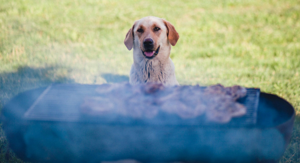 Η Τσικνοπέμπτη του σκύλου: Οι κίνδυνοι από το ανθρώπινο έθιμο