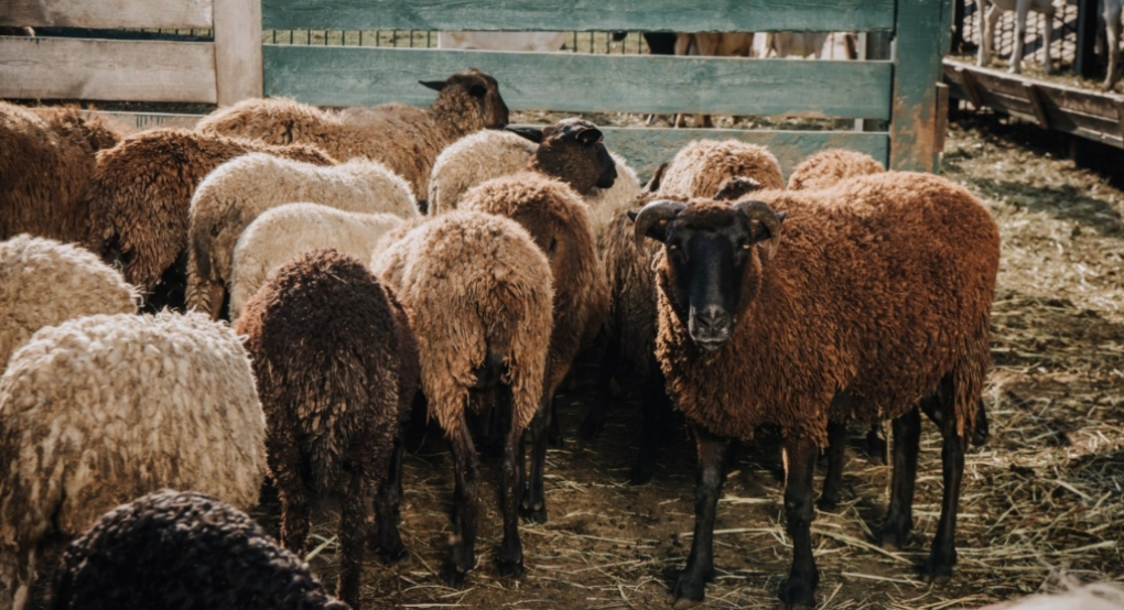 One stop shop Κτηνοτροφίας από Πειραιώς, Milkplan και Γαίας Έργον