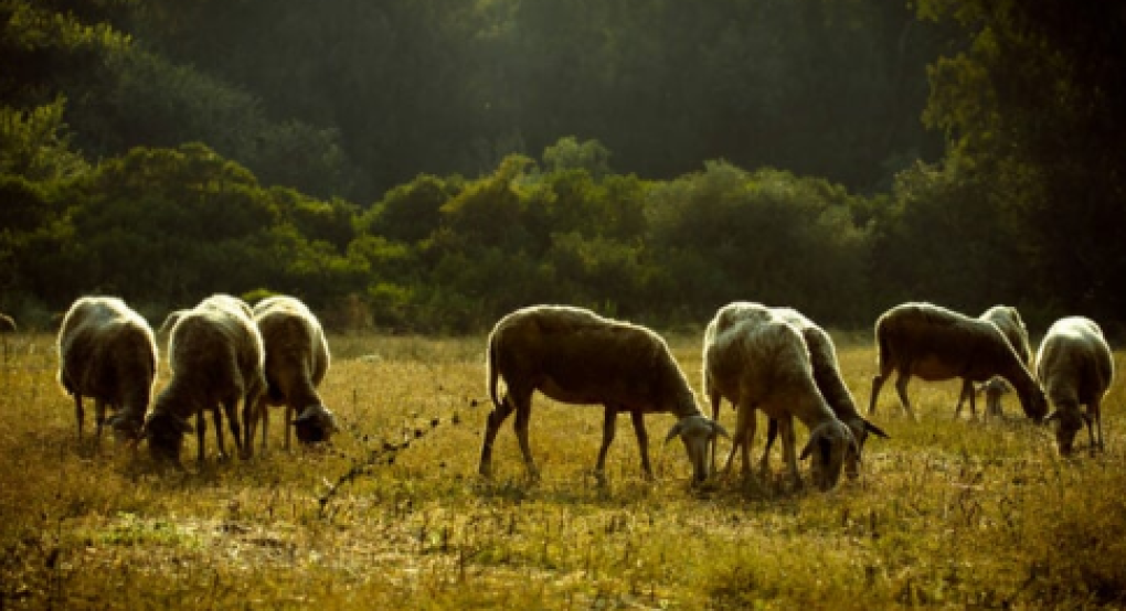 Για «πολεμικό δίμηνο» απέναντι στην ευλογιά προειδοποιούν οι κτηνοτρόφοι: "Θα δούμε άσχημες καταστάσεις» μετά το Πάσχα"