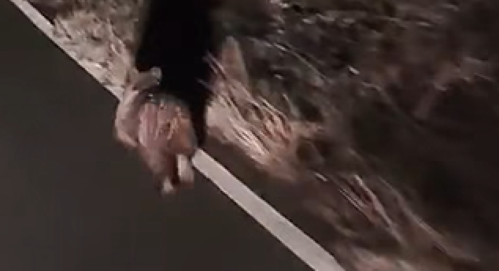 Ξανθόγεια: Προσοχή σε σημείο του χωριού λόγω εμφάνισης αρκούδας/Ειδικά οι αγρότες(video)