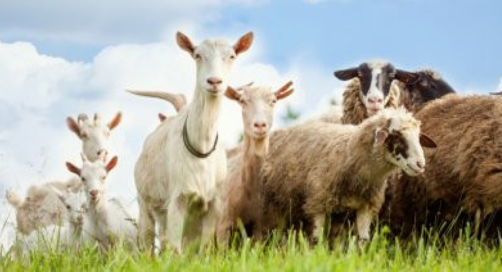 “Η ευλογιά δεν αντιμετωπίζεται με καμπάνιες – Η ενημέρωση να υπηρετεί τον σκοπό, όχι να τον υποκαθιστά”