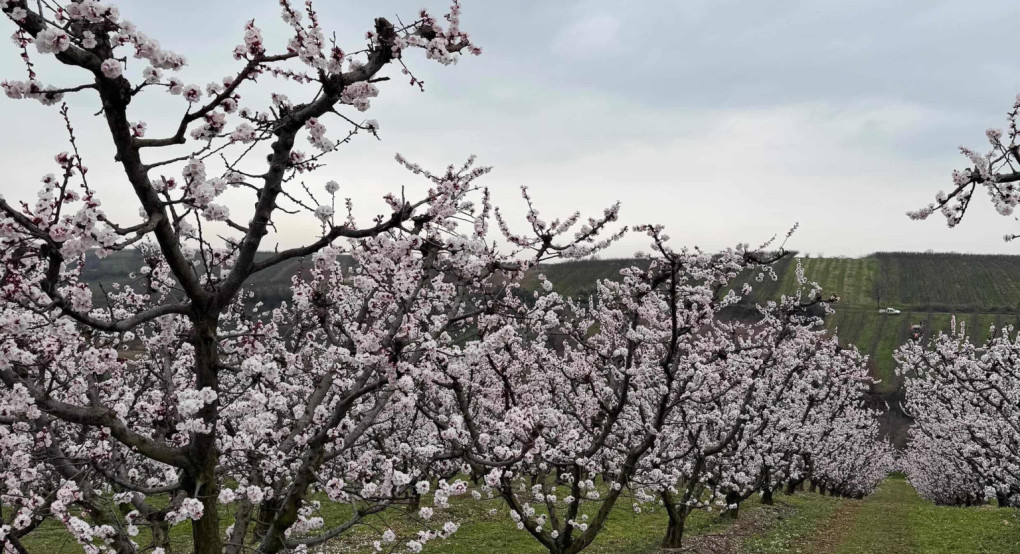 Άνθισαν τα δέντρα του Αχιλλέα Μπέττα στον κάμπο των Γιαννιτσών – Ροδάκινα και βερίκοκα γεμίζουν αισιοδοξία τον τόπο