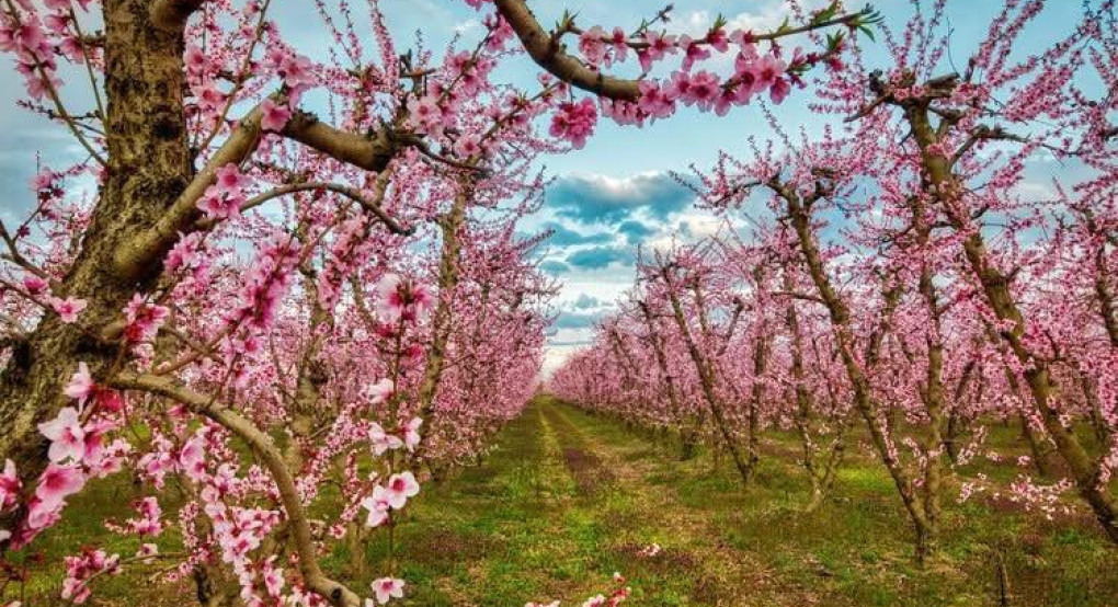 Βέροια: "Το Χωράφι που Ψιθυρίζει Αγάπη"