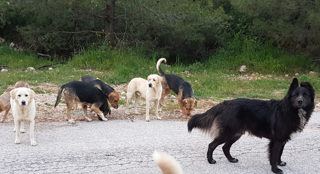 Επίθεση αδέσποτων σκύλων σε γυναίκα στη Θεσσαλονίκη: “Αν δεν ήταν η κόρη μου θα με είχαν κατασπαράξει”