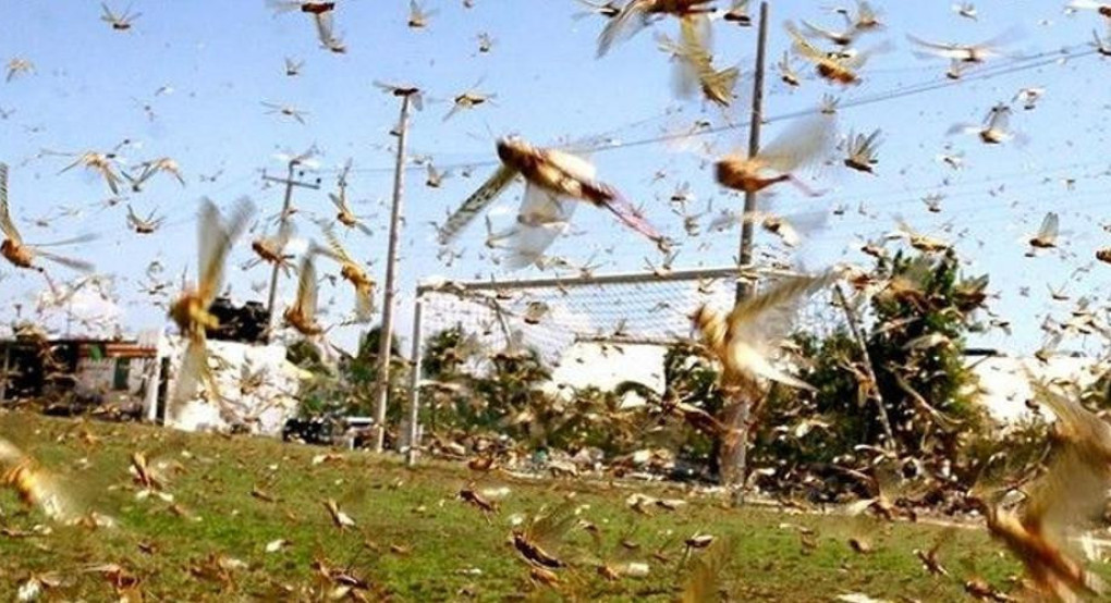 Θράκη- Σε συναγερμό για την επέλαση των ακρίδων