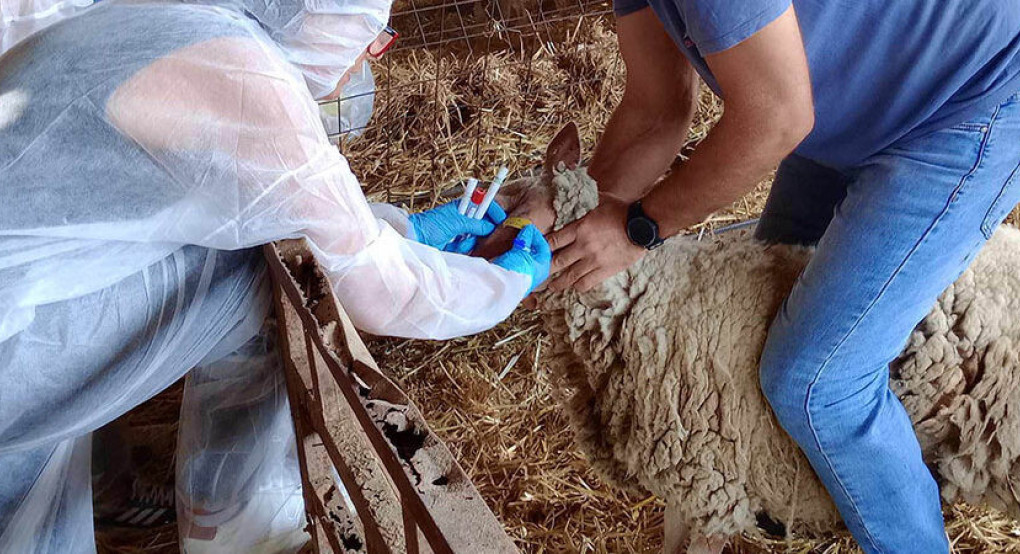 Ενίσχυση του κτηνιατρικού μηχανισμού με 49 προσλήψεις για την αντιμετώπιση της ευλογιάς