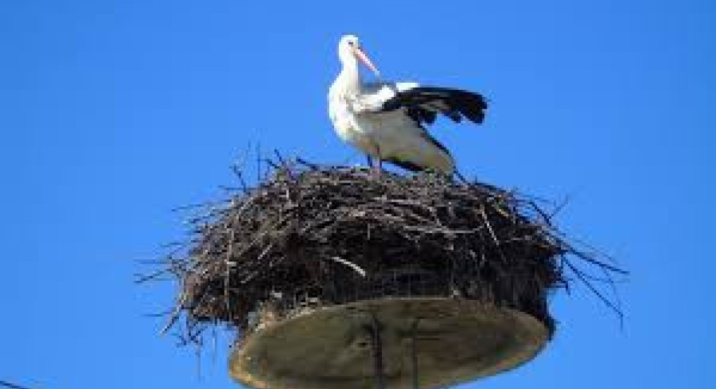 Καλώς ήρθαν οι πρώτοι πελαργοί στη Σκύδρα!