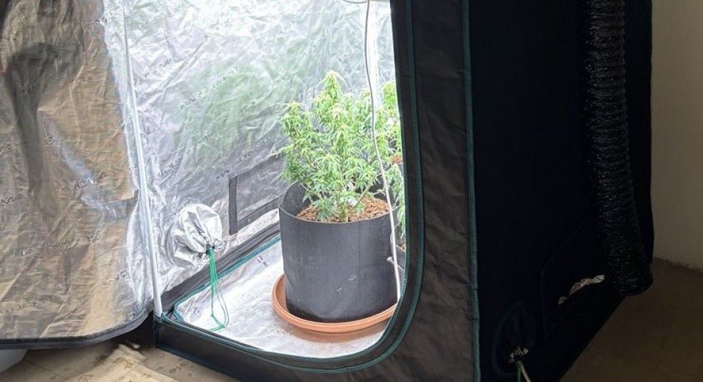 Πέλλα/σύλληψη για καλλιέργεια κάνναβης: Οργανωμένος με σύστημα εξαερισμού, λαμπτήρας και όλα τα σχετικά