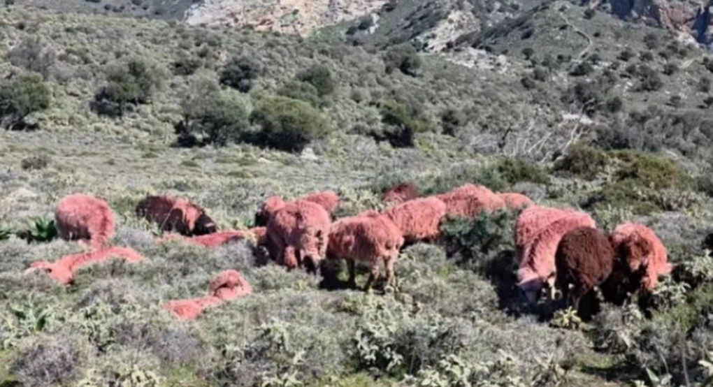 Κτηνοτρόφος στην Κρήτη έβαψε κόκκινα... τα πρόβατά του για να μην του τα κλέψουν