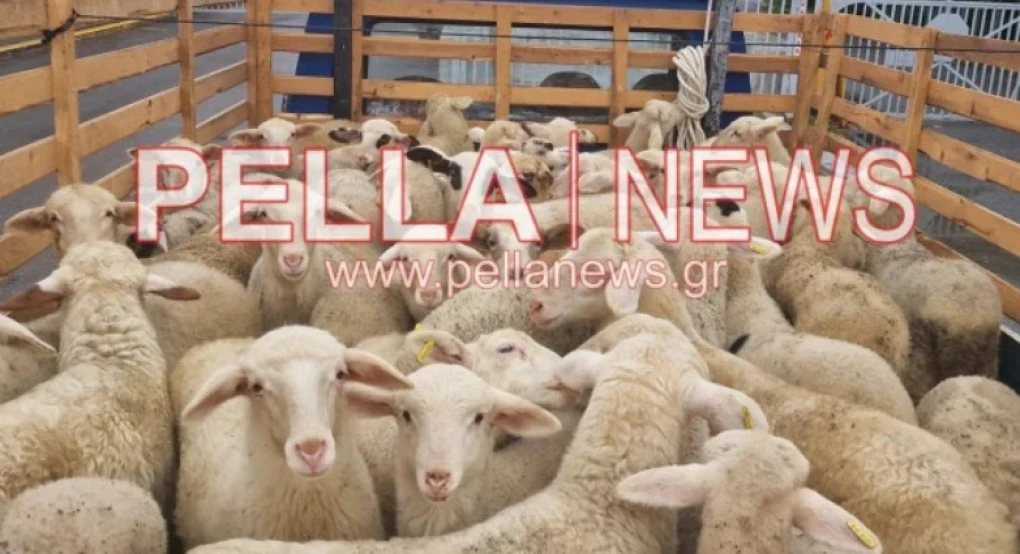 «Καμπανάκι» για προληπτικά μέτρα κατά της ευλογιάς των αιγοπροβάτων ενόψει του Πάσχα