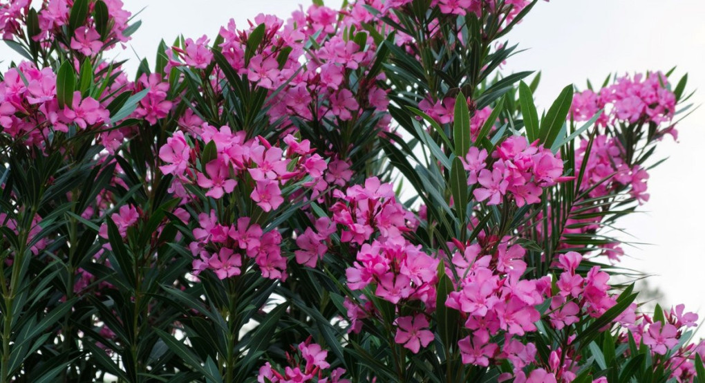 Αντιδράσεις για τη σύσταση απομάκρυνσης της πικροδάφνης από σχολεία και δημόσιους χώρους -Τι λένε υπ.Υγείας και γεωτεχνικοί