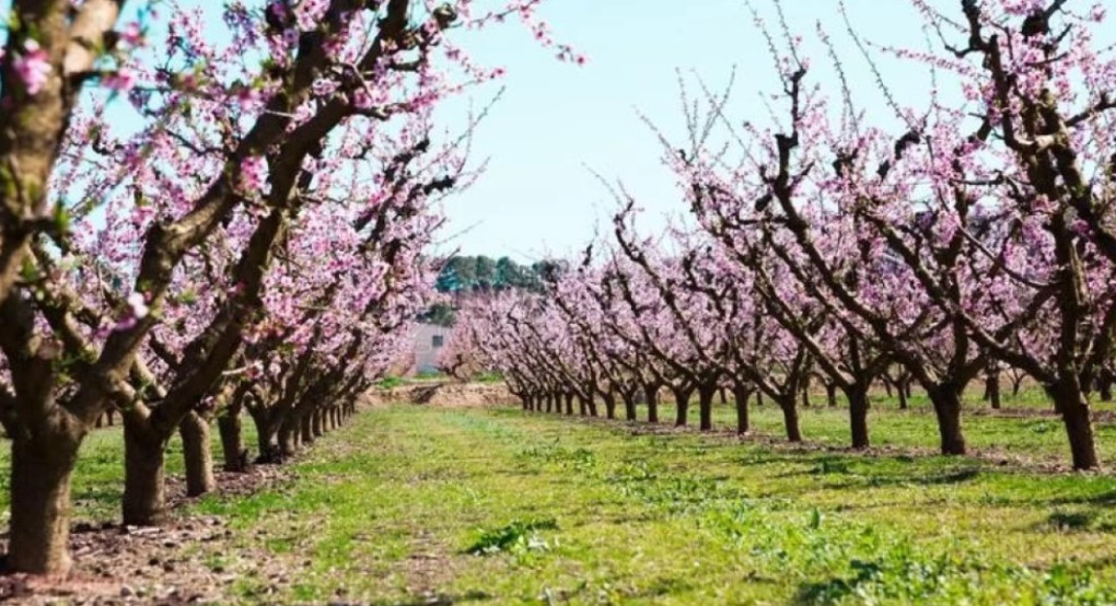 Χρόνος επέμβασης για την αντιμετώπιση των ατόμων από το είδος ακάρεως του γένους Eriophyes (Acari: Eriophyidae) στα ροδάκινα και νεκταρίνια της Περιφερειακής Ενότητας Πέλλας