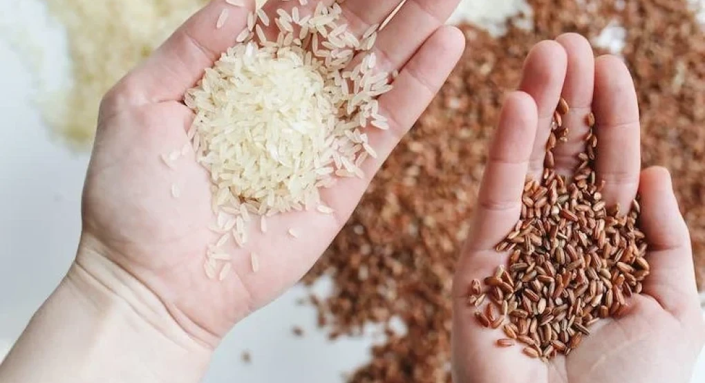 Προτάσεις για τη στήριξη της ρυζοκαλλιέργειας στην Κεντρική Μακεδονία