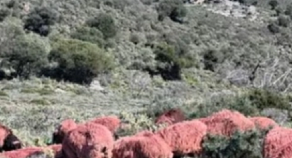 Κτηνοτρόφος στην Κρήτη έβαψε τα πρόβατά του κόκκινα για να μην του τα κλέψουν! (βίντεο)