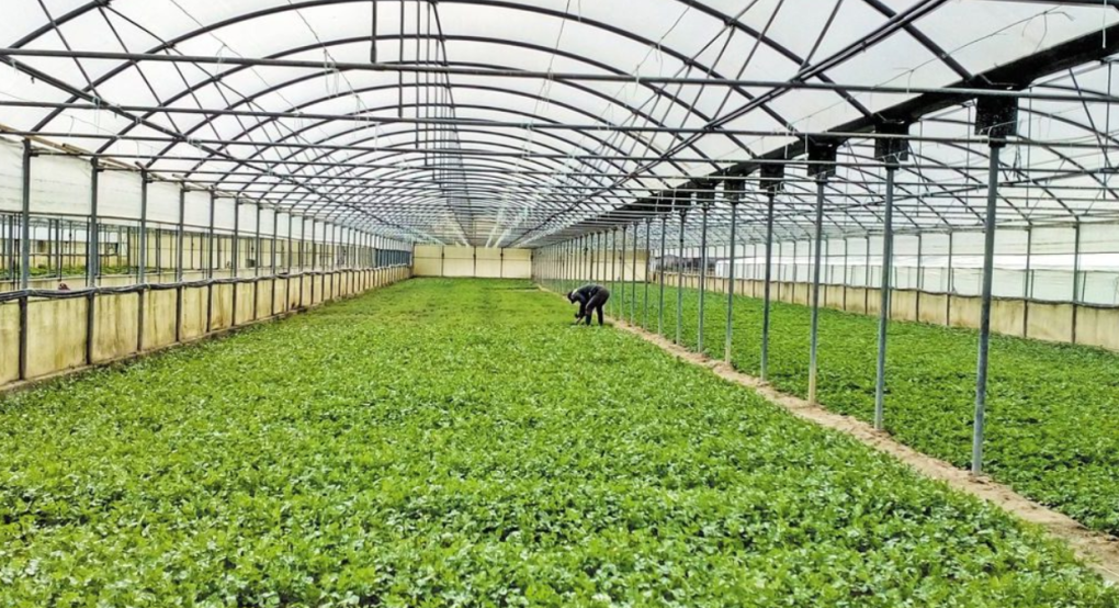 Κεντρική Μακεδονία/Περιφέρεια: Προδημοσίευση Προσκλήσεων για Σχέδια Βελτίωσης Γεωργικών Εκμεταλλεύσεων