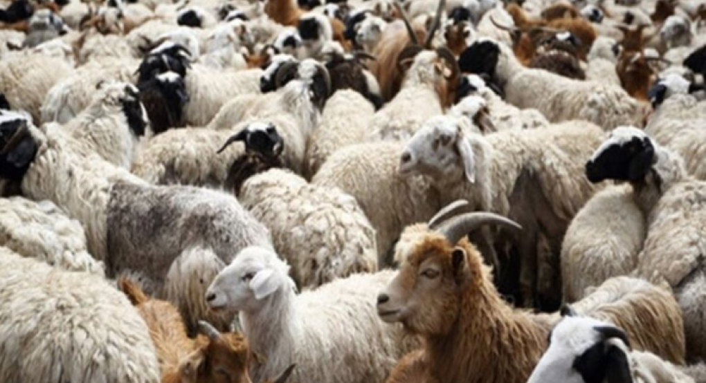 Πρώτο επιβεβαιωμένο κρούσμα ευλογιάς προβάτων στην Ήπειρο