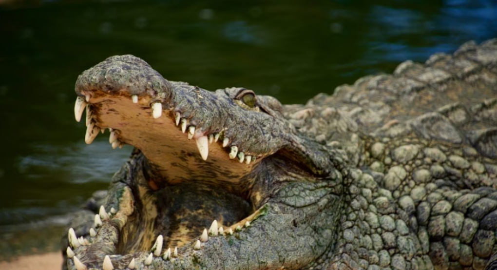 Νέα ανακάλυψη: Απολίθωμα κροκόδειλου αμφισβητεί τη σύνδεση Ευρώπης και Αφρικής την εποχή των δεινοσαύρων