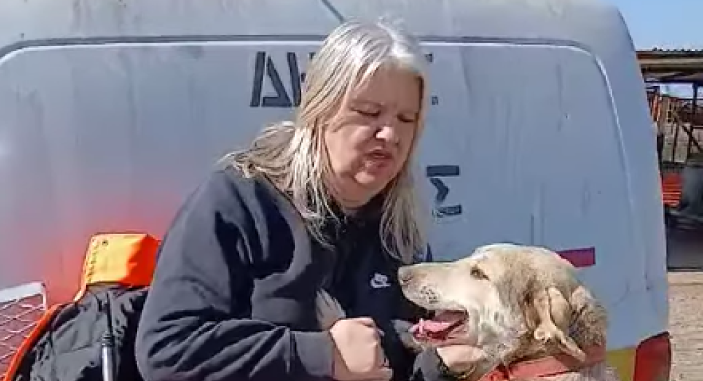 Γιαννιτσά: Εξαιρετικοί και έτοιμοι για υιοθέτηση!