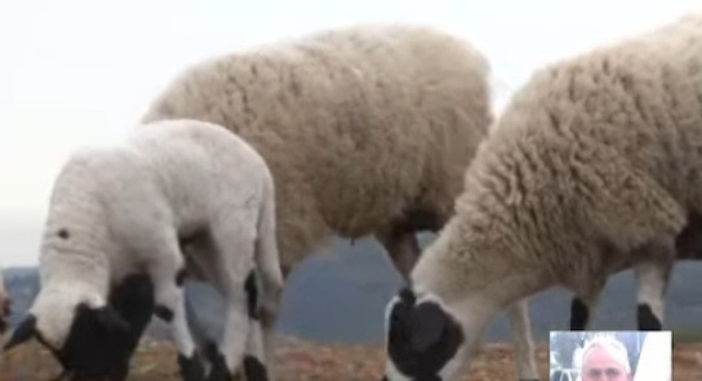 Σε απόγνωση οι κτηνοτρόφοι μετά την ευλογιά: Χωρίς αποζημιώσεις και χωρίς προοπτική επανεκκίνησης