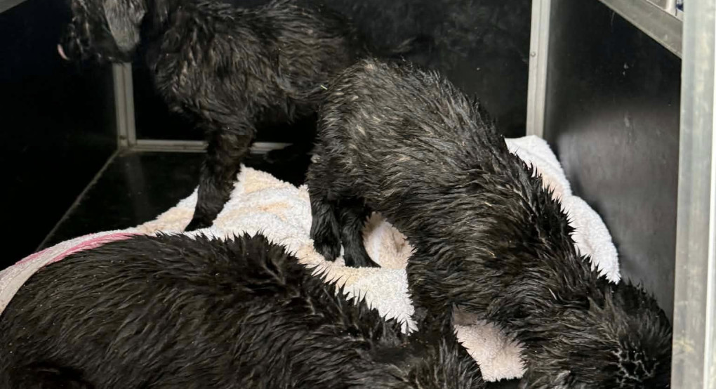 Λύση για τα κουτάβια στον σκουπιδότοπο της Ξιφιανής