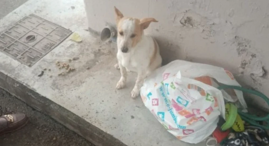 Εγκατέλειψαν σκυλάκι σε στάση λεωφορείου μαζί με τα παιχνίδια του