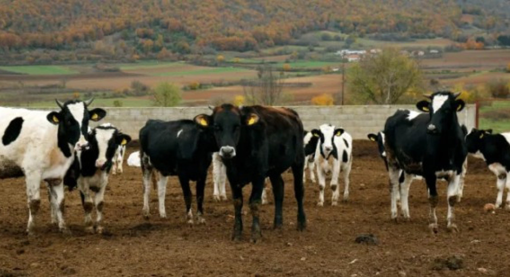 ΥΠΑΑΤ: 8 νέα επιβεβαιωμένα κρούσματα αφθώδους πυρετού στη Λέσβο