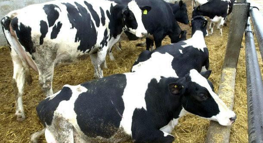 Λέσβος: Σε απόγνωση οι κτηνοτρόφοι - Σε καραντίνα το νησί λόγω αφθώδους πυρετού