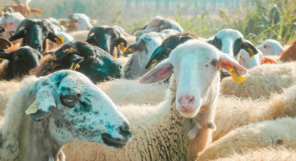 Εντοπίστηκε το πρώτο κρούσμα ευλογιάς των αιγοπροβάτων στην Ιθάκη, κινητοποίηση των Αρχών για περιορισμό της νόσου