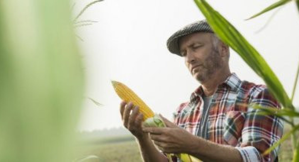 Τροποποιήσεις στους όρους για τις συνδεδεμένες ενισχύσεις αραβόσιτου, ρυζιού και οσπρίων