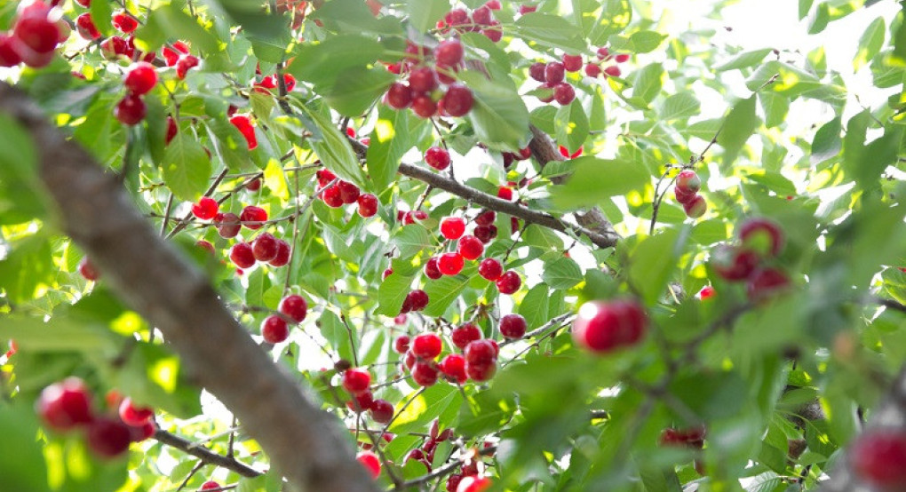 ΕΛΓΑ: Πληρωμές τη Μεγάλη Τρίτη 7 Απριλίου – Στο μικροσκόπιο το κεράσι για το σχέδιο αποζημιώσεων