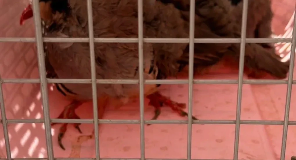 Άφαντος ο αρχιτέκτονας που είχε στήσει μαντρί σε ταράτσα στους Αμπελόκηπους