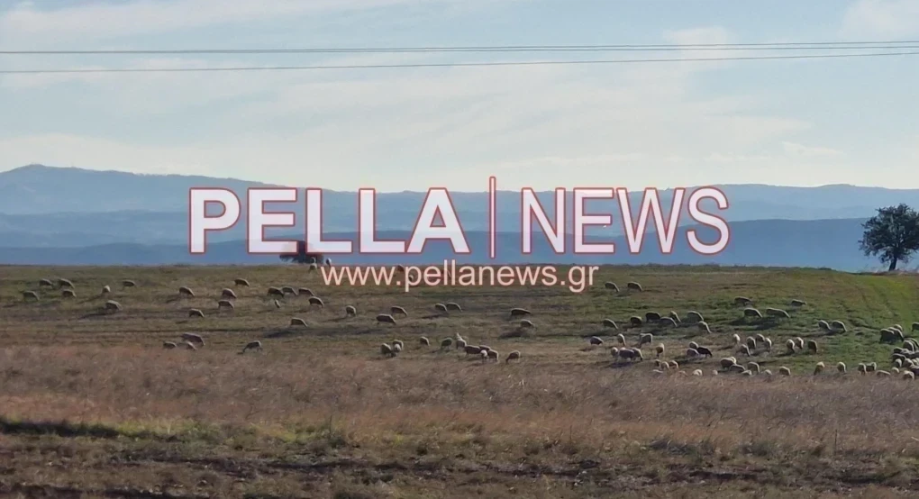 Ευλογιά προβάτων: Έχουν θανατωθεί 486.300 ζώα
