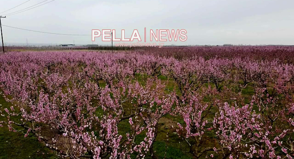 Η ανθισμένη Πέλλα από ψηλά: εικόνες drone σηματοδοτούν την έναρξη της άνοιξης