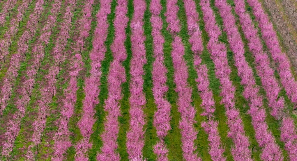 Το «ελληνικό χανάμι», ένα ροζ χαλί απλώνεται στα χωράφια: Χιλιάδες συρρέουν για να θαυμάσουν τις ανθισμένες ροδακινιές