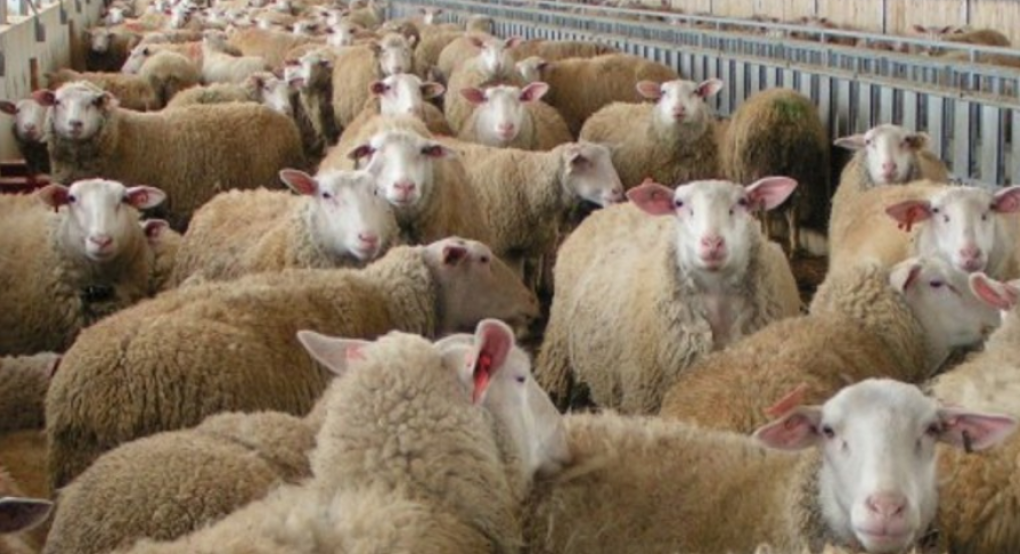 Ευλογιά αιγοπροβάτων 2026:  Στην επέκταση των μέτρων Πέλλα και Ημαθία