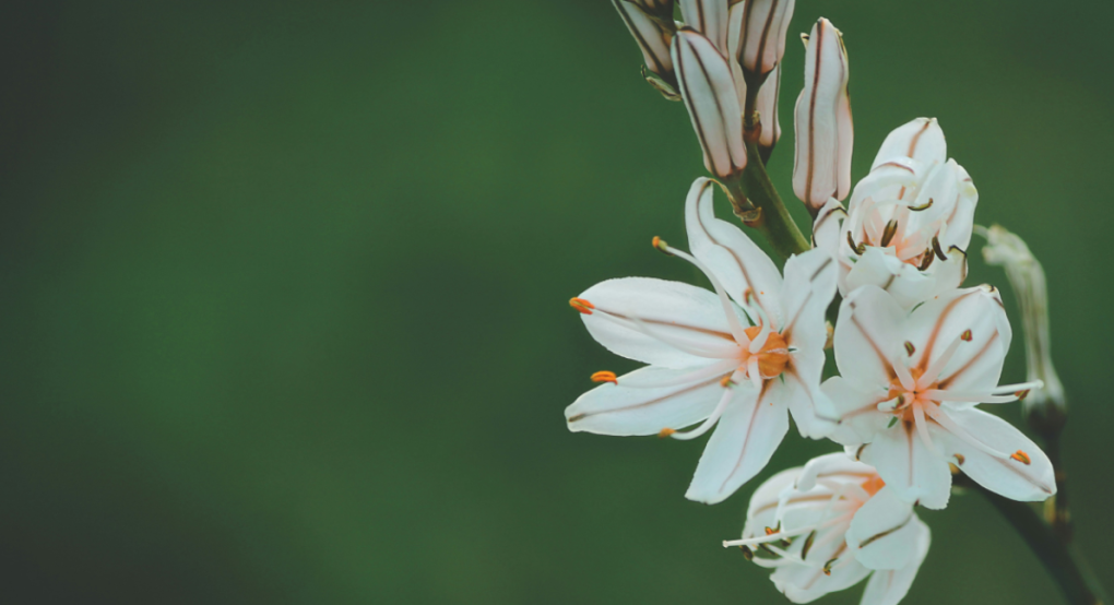 Κι όμως, τα φυτά ακούνε