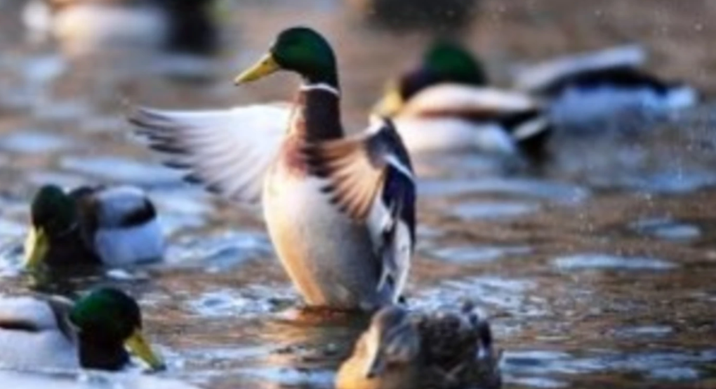 Πέλλα: Πάπια…Πεκίνου!