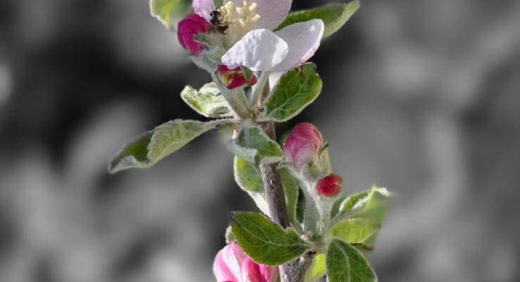 «Γροθιά στο θανατικό των καιρών»: Το ηχηρό αναστάσιμο μήνυμα του Μητροπολίτη Καλαμαριάς Ιουστίνου