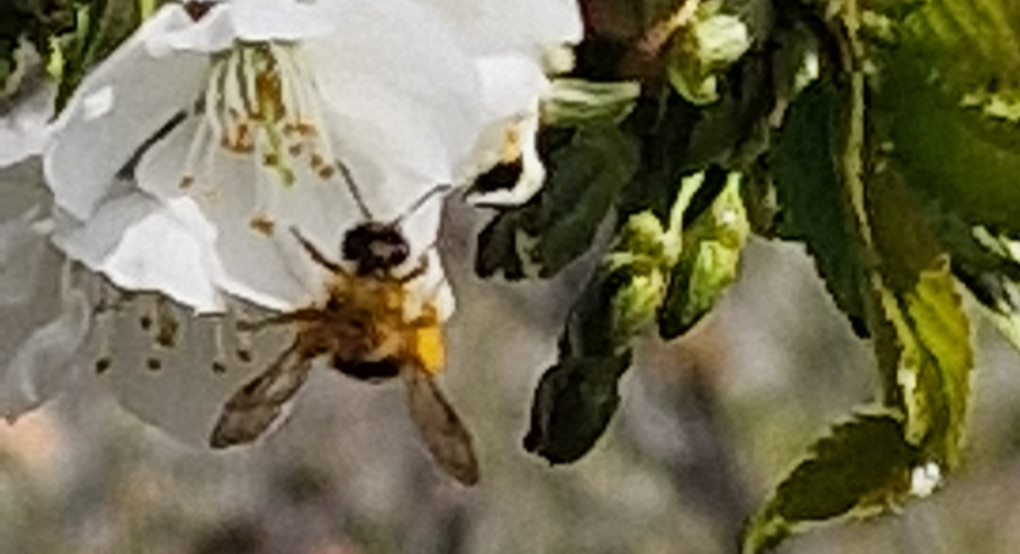 Η﻿ σοφία της φύσης και η ευθύνη του ανθρώπου