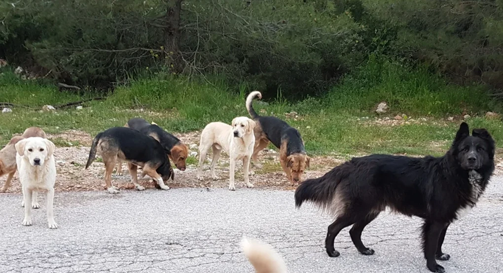 Χαλκιδική: Σε εξέλιξη οι έρευνες για τη μαζική δηλητηρίαση 21 σκύλων – “Επικίνδυνος όποιος το έκανε”