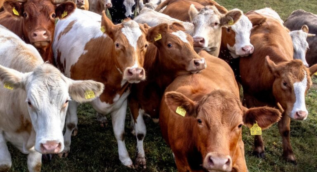 Κτηνοτρόφοι Μυτιλήνης: Να σταματήσουν οι σφαγές ολόκληρων των κοπαδιών και να ξεκινήσει άμεσα πρόγραμμα εμβολιασμού