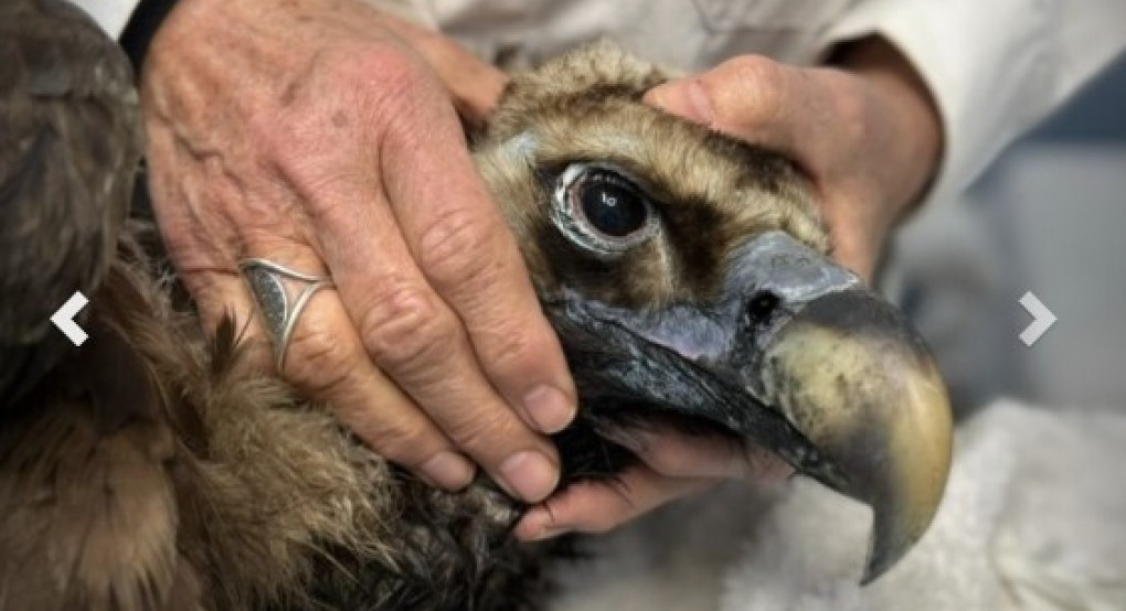 Ο μαυρόγυπας «Ιωάννα» επέστρεψε στη Δαδιά και ανανέωσε την ελπίδα