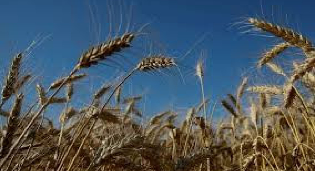 Συνδεδεμένες ενισχύσεις για σιτηρά: Στα 115€/εκτ. το μαλακό σιτάρι και το κριθάρι – Στα 89,43€/εκτ. το σκληρό για το 2025