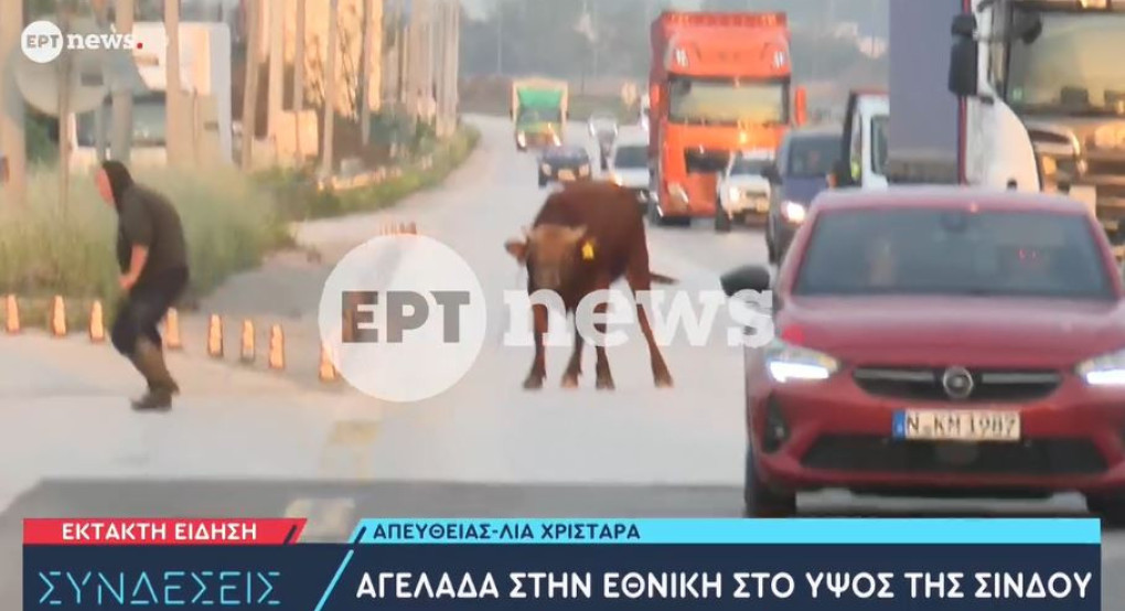 Θεσσαλονίκη : Αγελάδα έκανε βόλτες στην εθνική ανάμεσα σε αυτοκίνητα