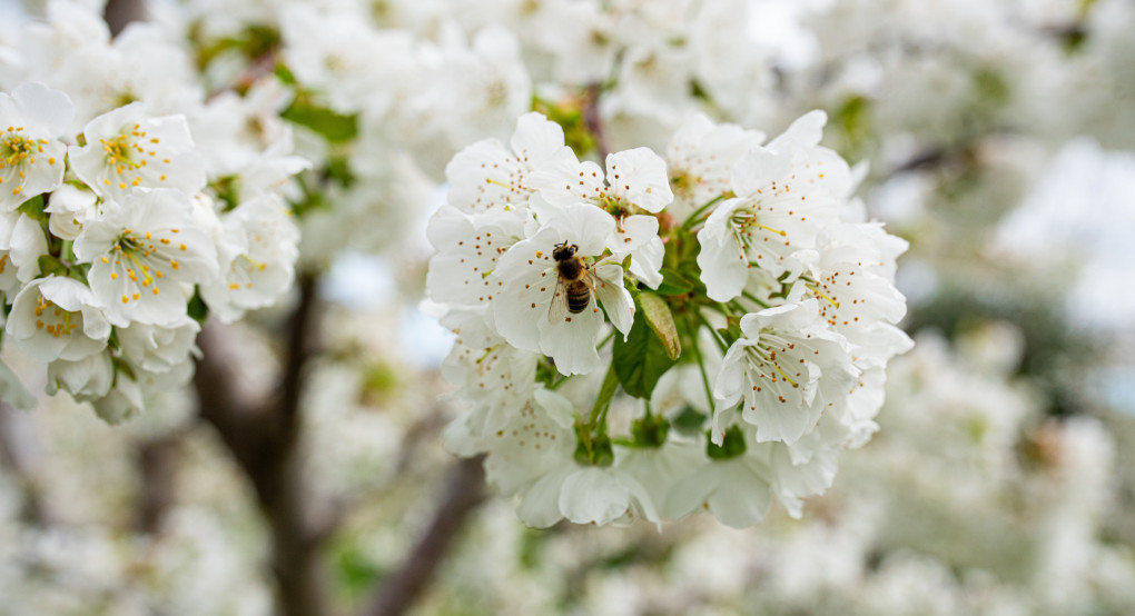 Οι Κερασιές θα ανθίσουν και φέτος στην Έδεσσα, την Βεγορίτιδα & την Ορεινή Πέλλα