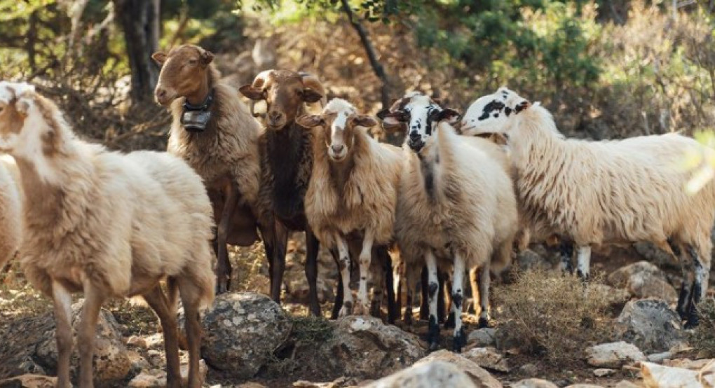 43 κρούσματα αφθώδους πυρετού σε 54 εκτροφές της Λέσβου
